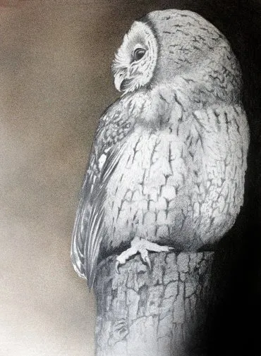 Illustration de "Noctua"