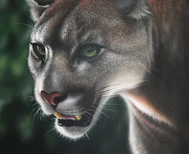 Illustration de "Sheena"