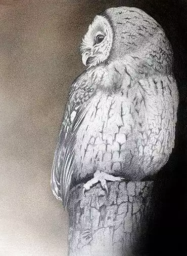 Illustration de "Noctua"