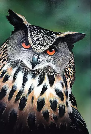 Illustration de "Bubo bubo"