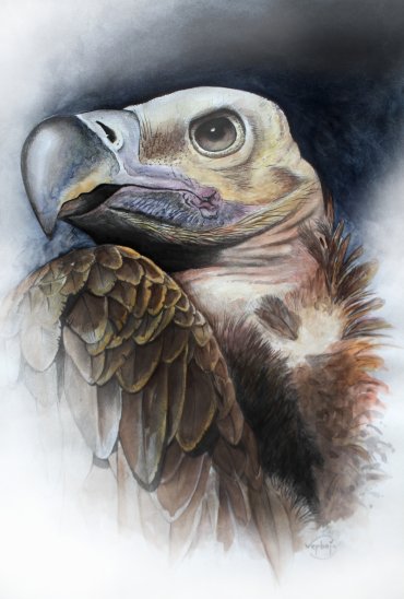 "Griffon"